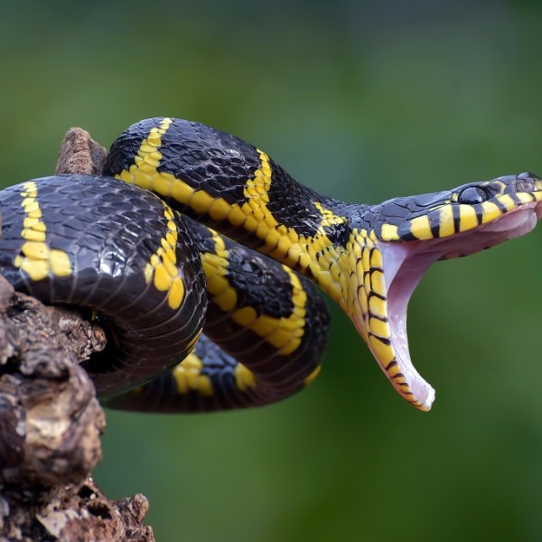 Ако ви пријде змија, задолжително направете ЕДНА РАБОТА - Тоа го презираат, веднаш ќе побегнат од вас