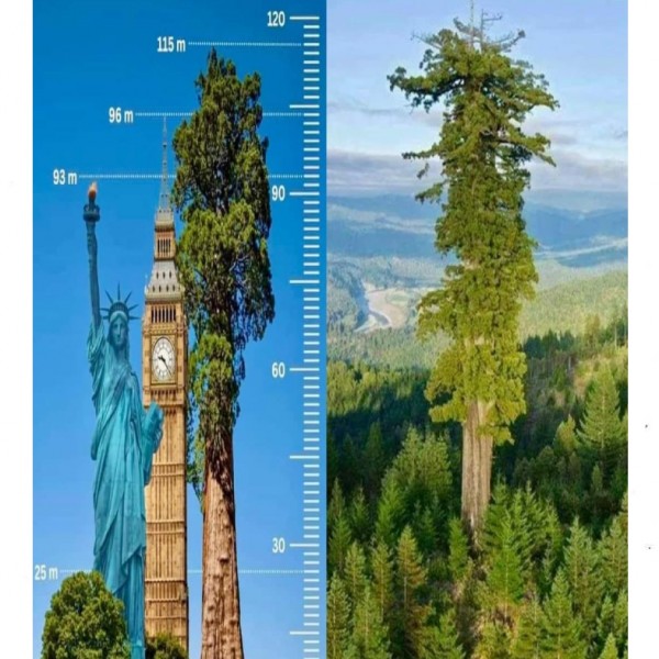 Гледате во највисокото дрво на светот: Малкумина имаат можност да го видат лично