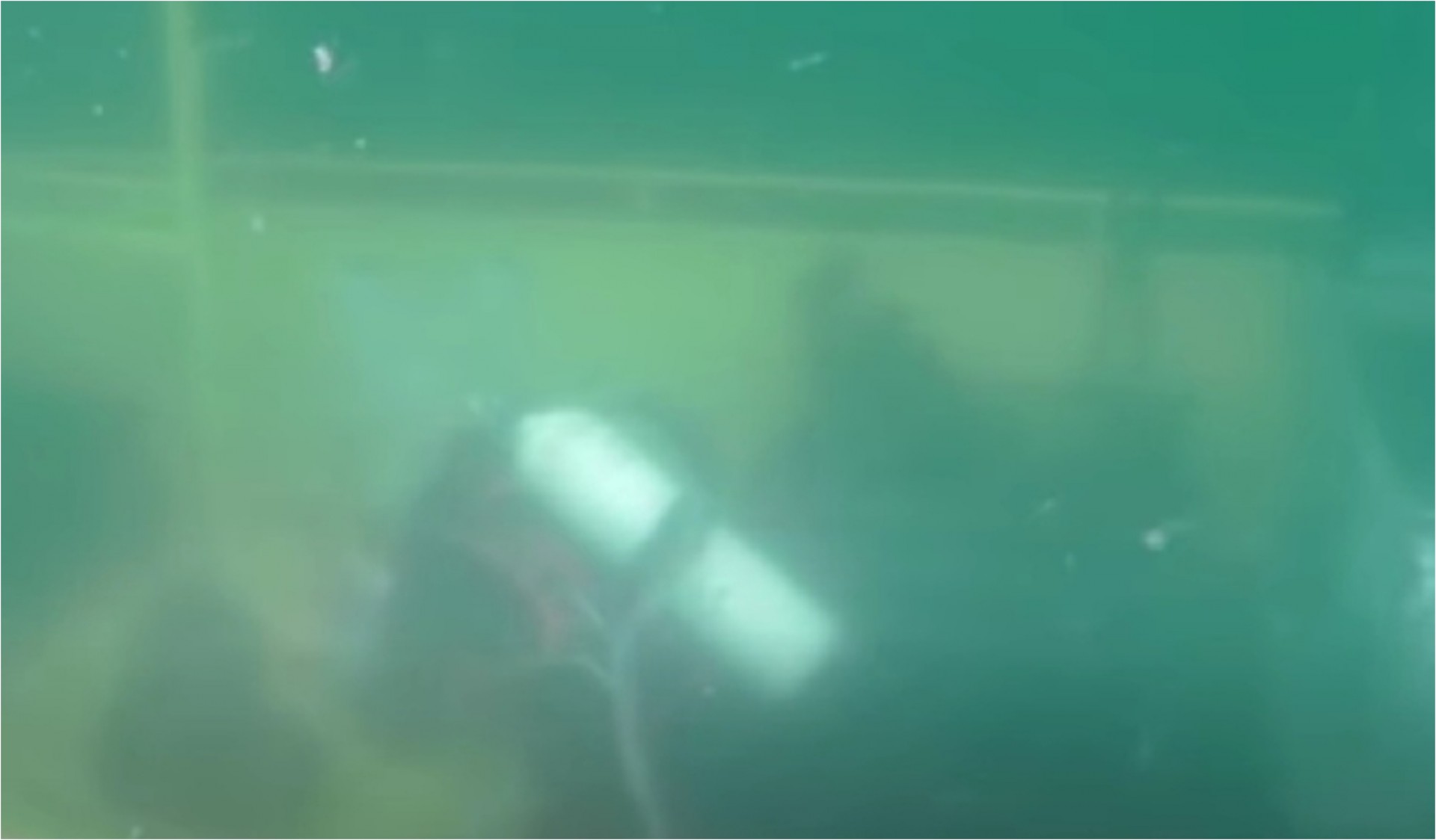 Научниците спуштија камери на дното на морето и открија живот на експлозивни направи