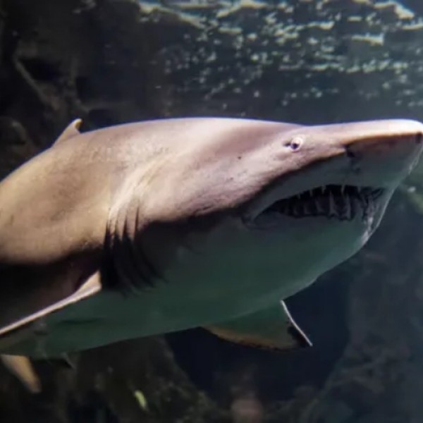 Забивајќи ги прстите во очите на ајкулата, ја спаси својата сестра од сигурна смрт