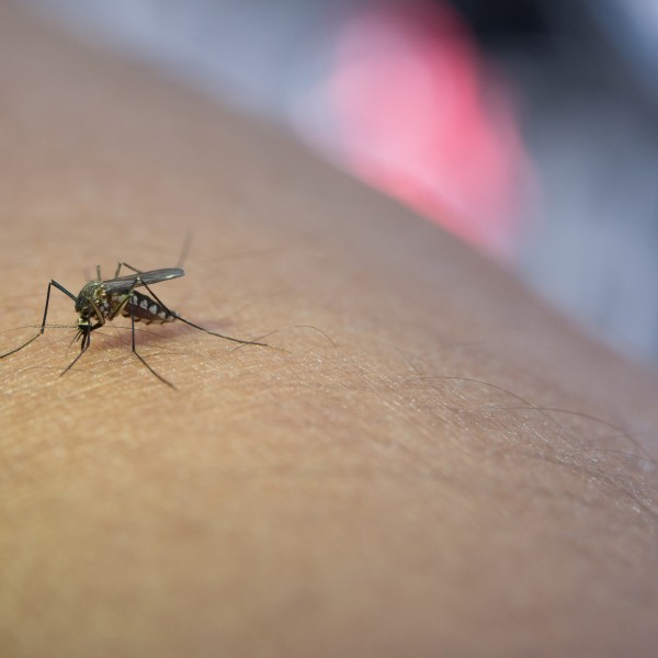 Само една крвна група е „магнет“ за комарци: Еве која
