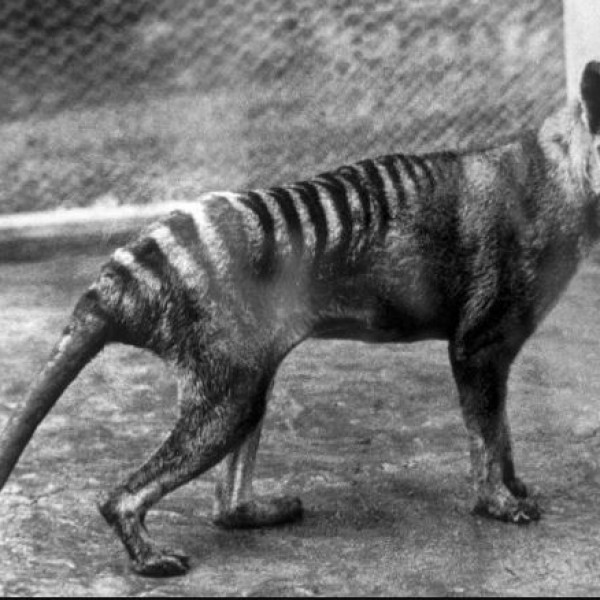 Австралиските научници планираат да „вратат во живот“ животно кое изумрело пред речиси 100 години