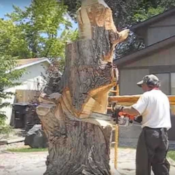 Секоја чест човеку: Дрвото беше искасапено- Видете што му направи (ВИДЕО)