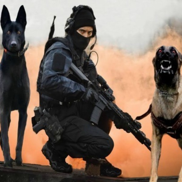 Како се тренираат полициските кучиња? Неверојатно (ВИДЕО)