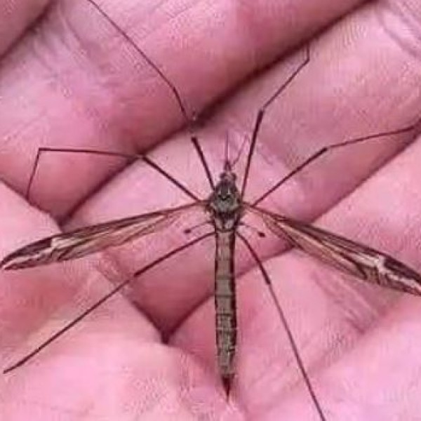 Здраво, јас сум „комарец“: Не нѐ убивајте, ВЕ МОЛАМ