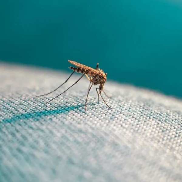 Комарците бегаат како луди од овие нешта: Пробајте, уверете се