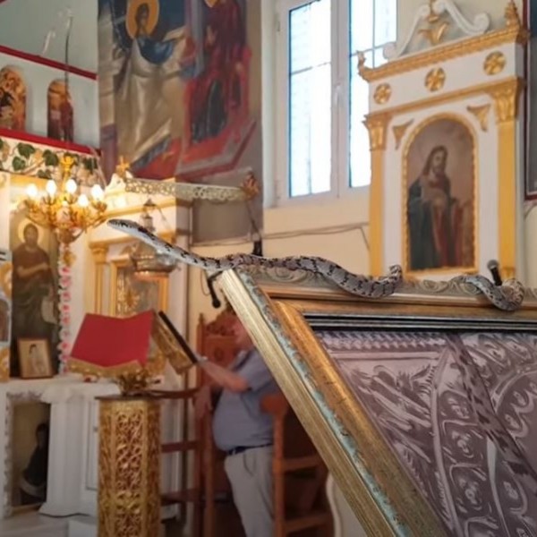 Божјо чудо: Змиите на Богородица - Тајната што секој август ја буди Кефалонија (ВИДЕО)