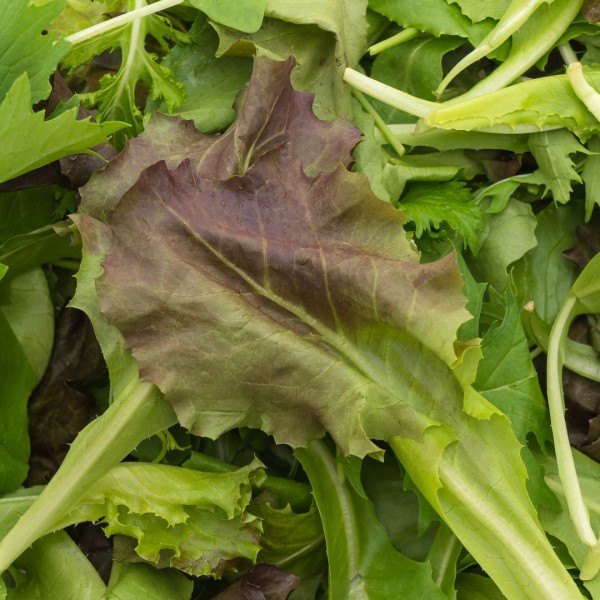 Ова растение носи заработка и до 50.000 денари по ар: Лесно е за одржување, а може да се одгледува и на балкон