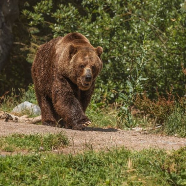 Морале да ја убијат мечката: Во нејзината утроба пронашле нешто многу вознемирувачко