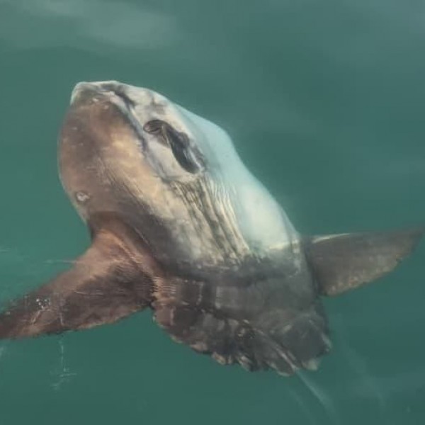 МИСТЕРИОЗНИОТ ЏИН НА ЈАДРАНСКОТО МОРЕ: Џиновска риба снимена на отворено море во близина-„Поголема е од два метра“