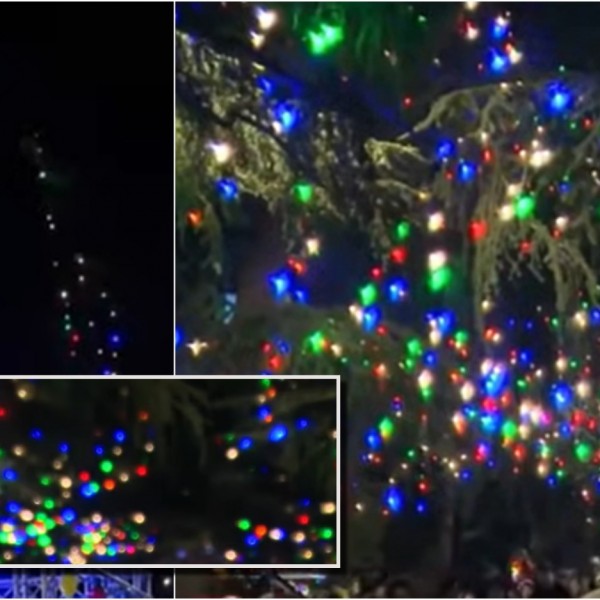 По големиот пожар, новогодишни декорации: Волонтери поставија светилки на опожарени дрвја и ја направија најубавата празнична декорација